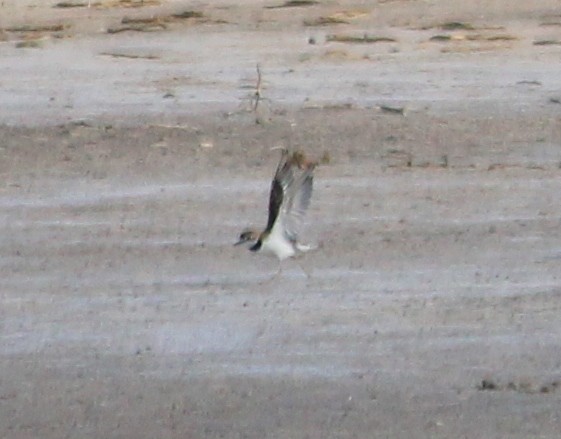 Collared Plover - ML252435221