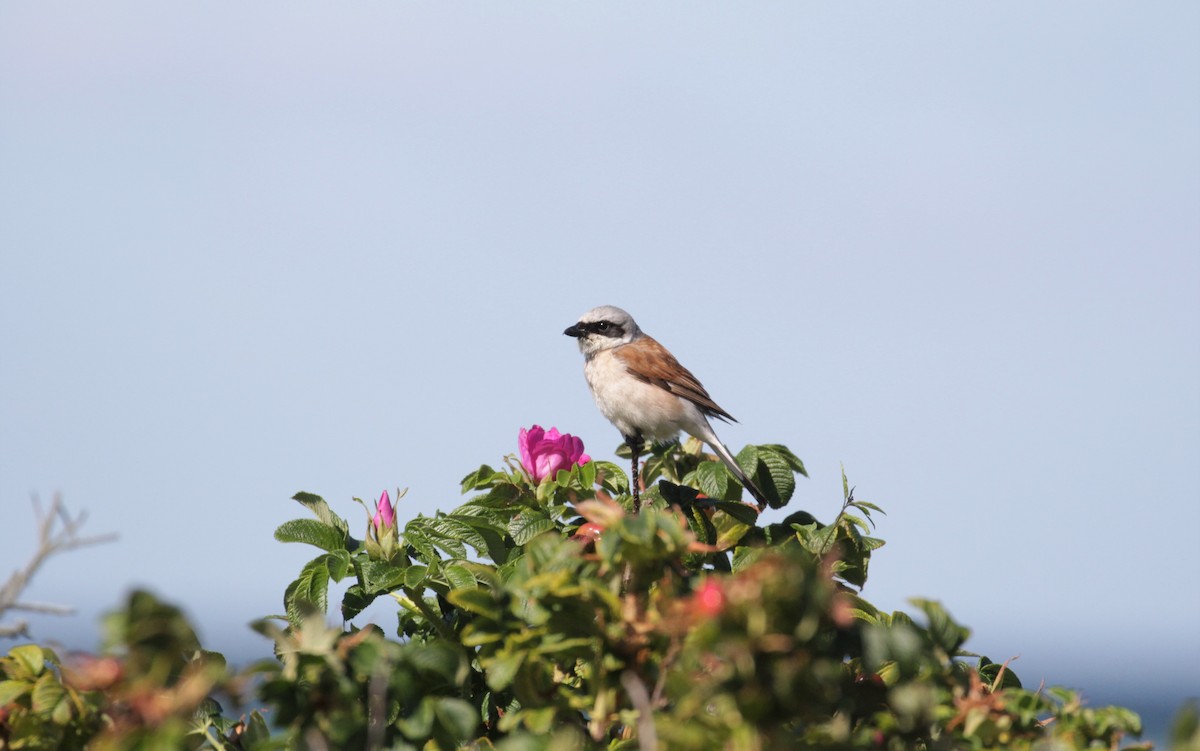 Red-backed Shrike - ML252436301