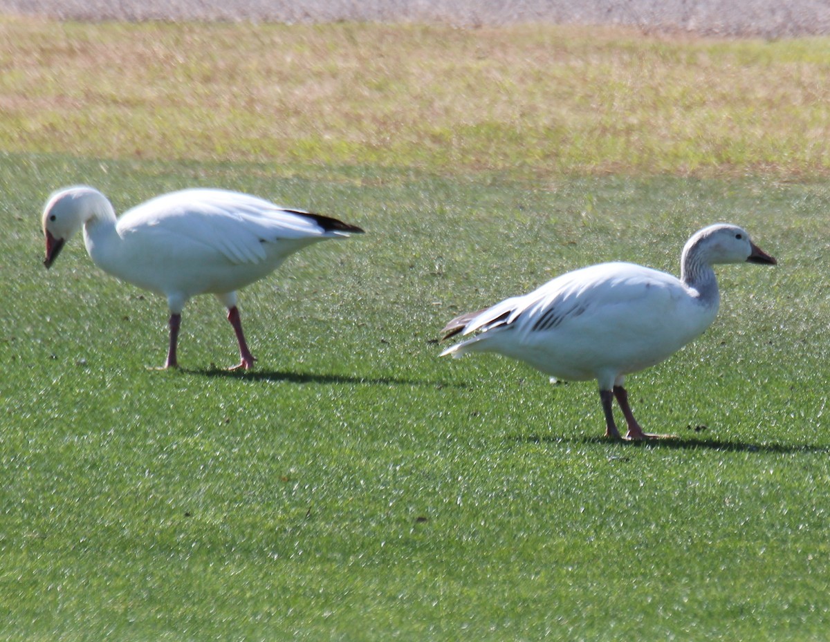 Snow Goose - ML25243721