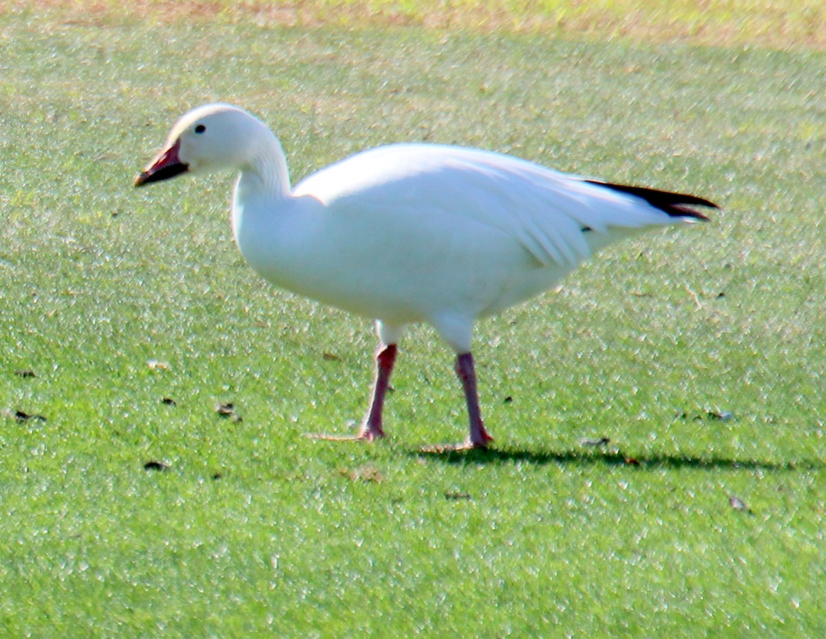 Snow Goose - ML25243741