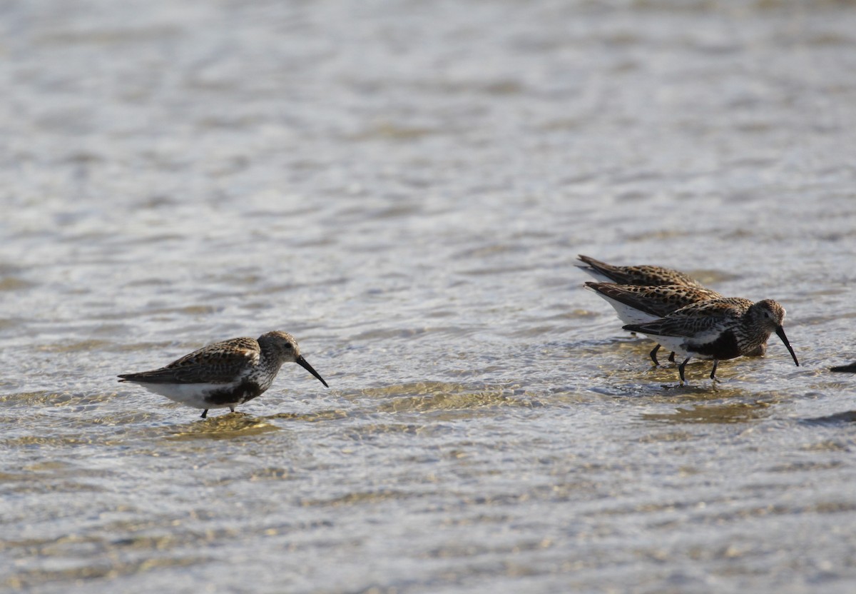 Dunlin - ML252438421