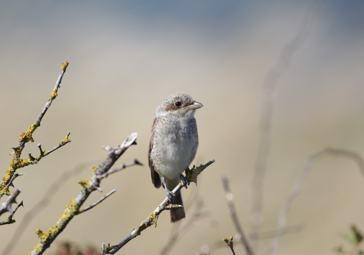 Red-backed Shrike - Lucas Corneliussen