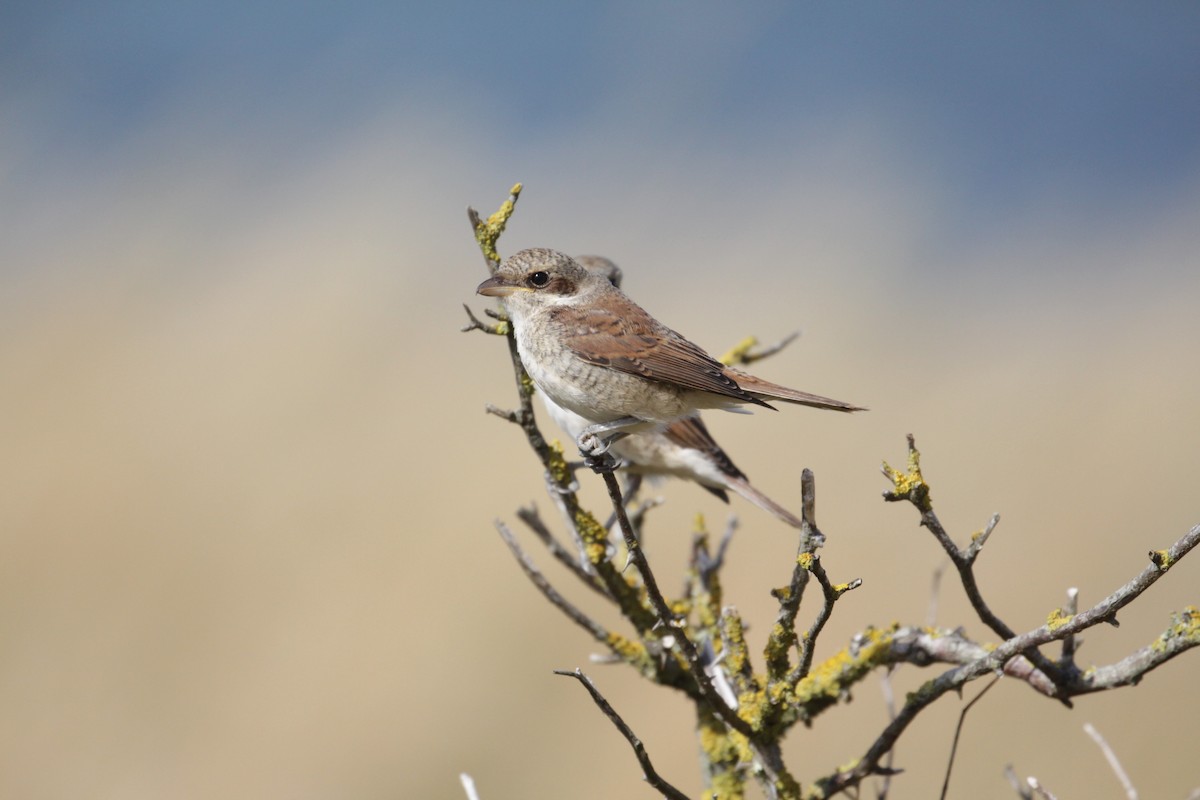 Red-backed Shrike - Lucas Corneliussen