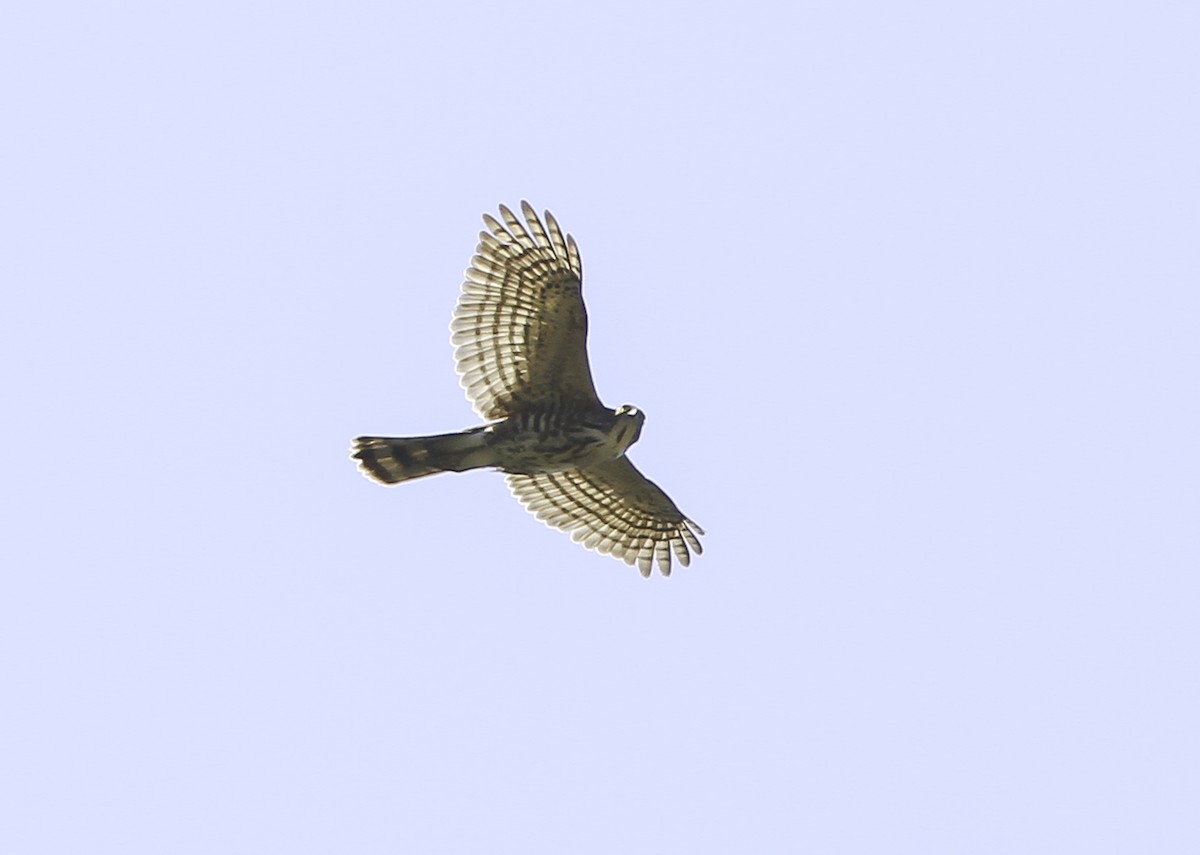 Crested Goshawk - Sayam U. Chowdhury