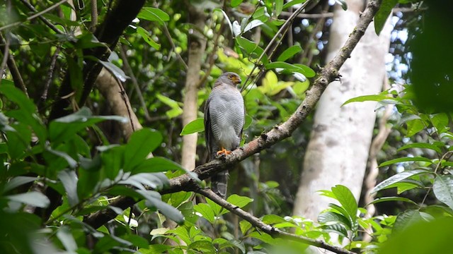 Barred Forest-Falcon - ML252440911