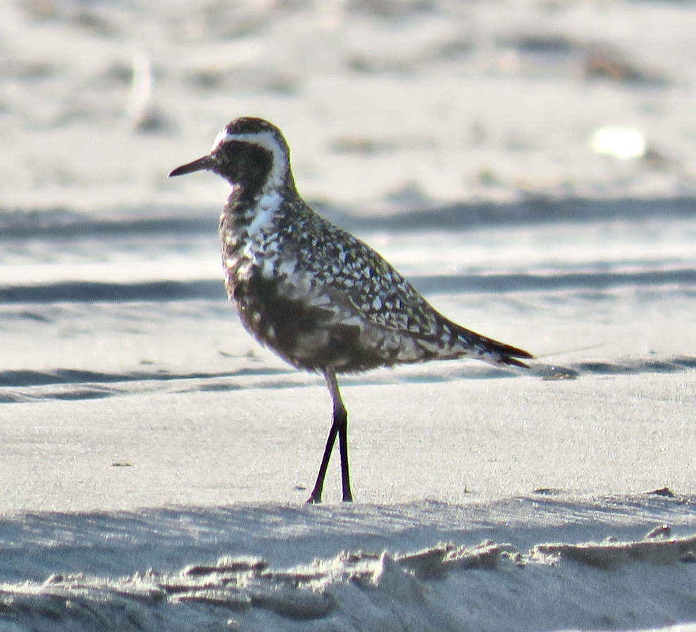 Pacific Golden-Plover - ML252441331