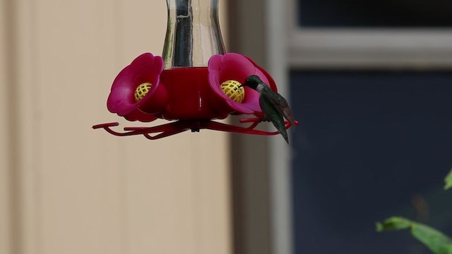 Ruby-throated Hummingbird - ML252442151