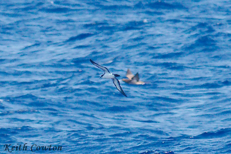 Townsend's Shearwater - Keith Cowton