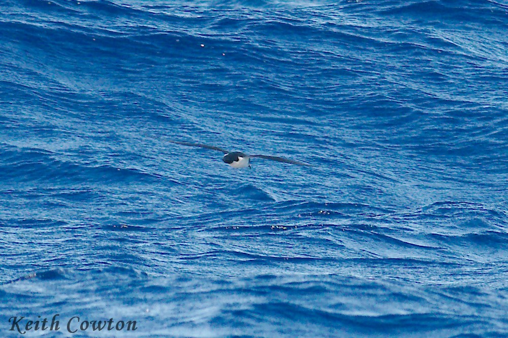 Townsend's Shearwater - Keith Cowton