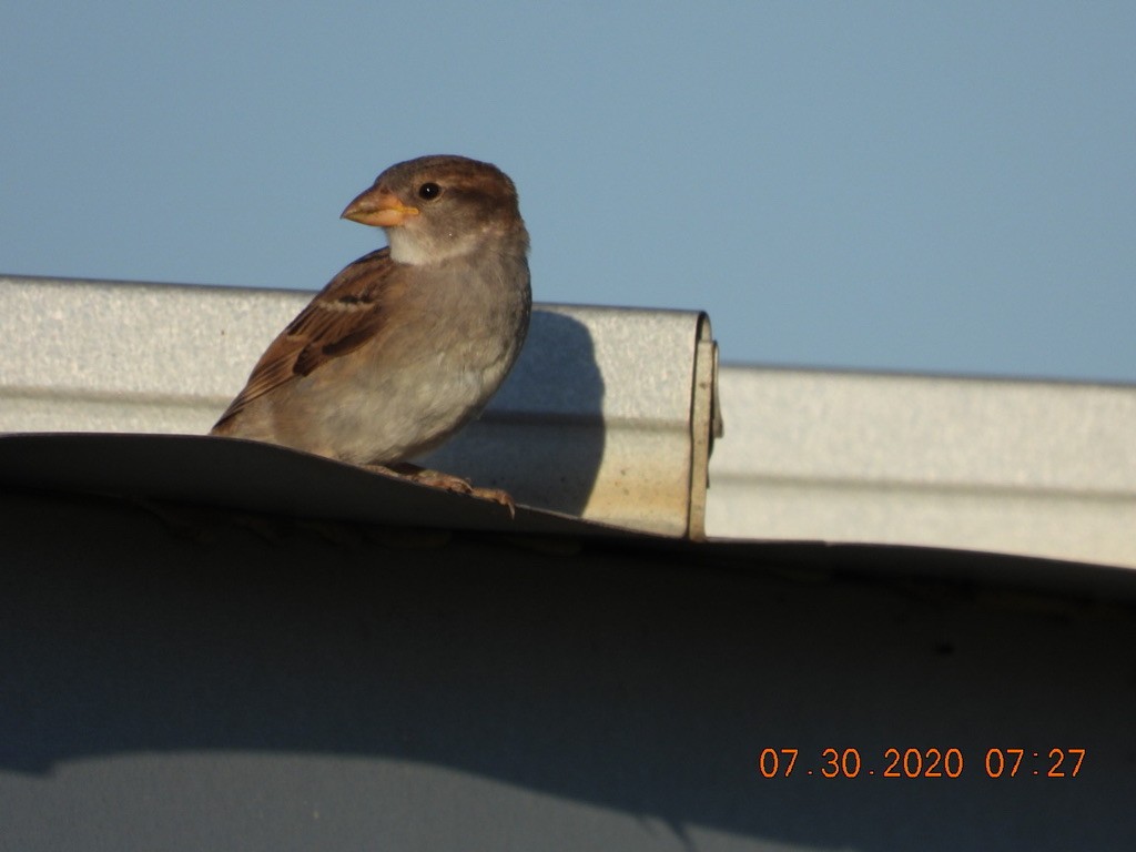 House Sparrow - ML252445361