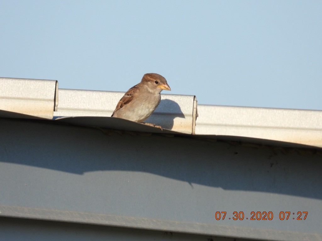 House Sparrow - ML252445371