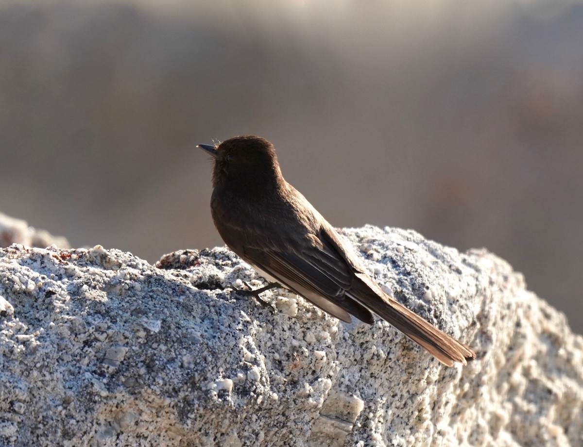 Black Phoebe - Sibylle Hechtel