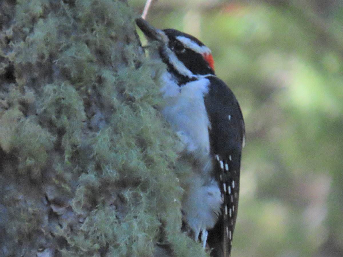 Downy Woodpecker - ML252446461