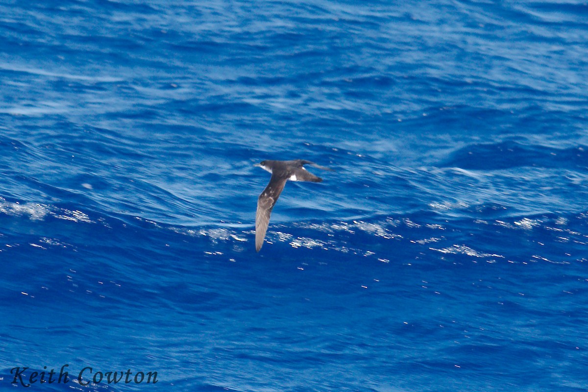 Townsend's Shearwater - Keith Cowton