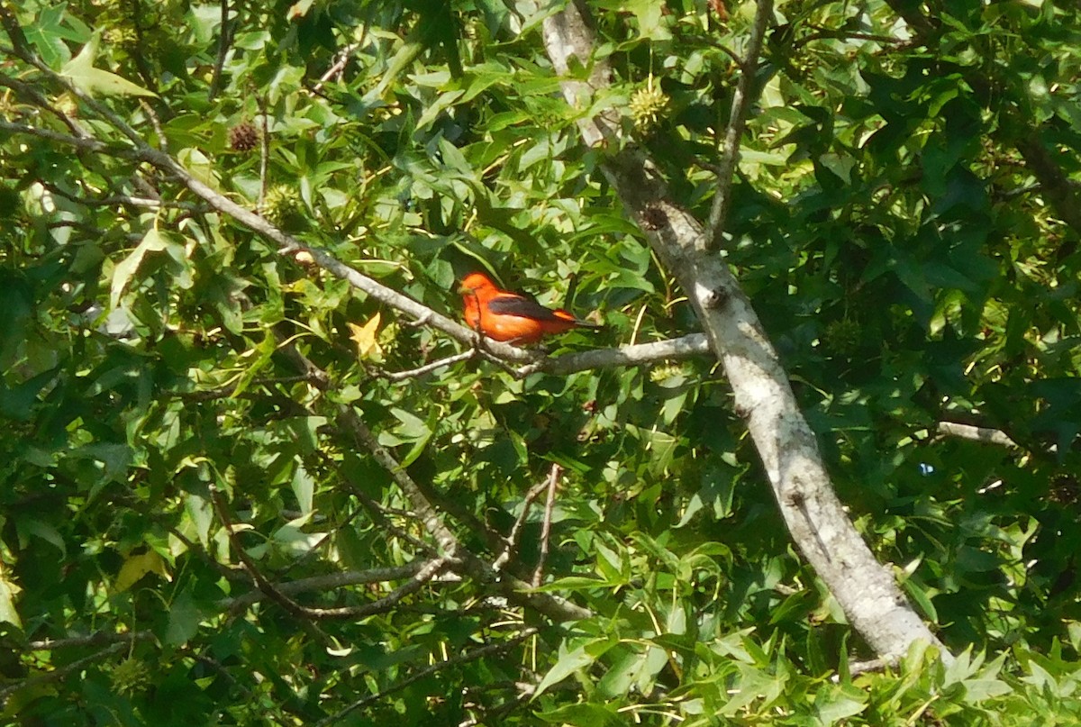 Scarlet Tanager - LynnErla Beegle