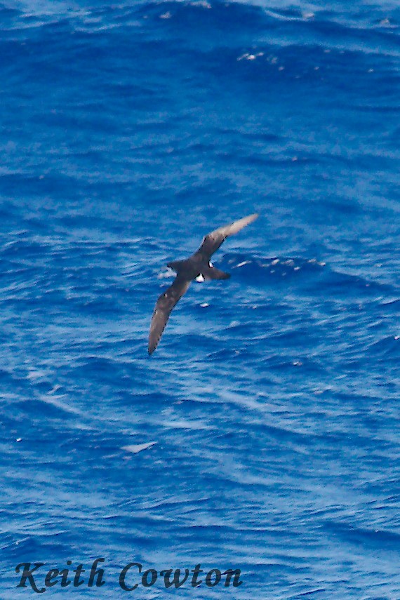 Townsend's Shearwater - ML252448691