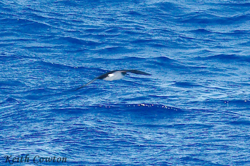 Townsend's Shearwater - ML252448811