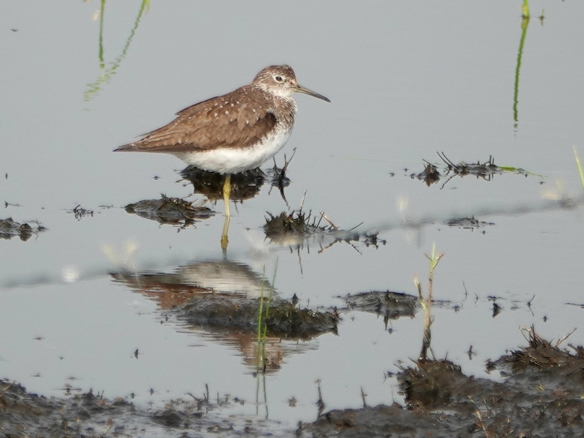 Solitary Sandpiper - ML252450611