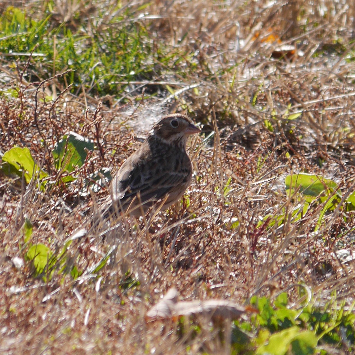 Vesper Sparrow - ML252453951