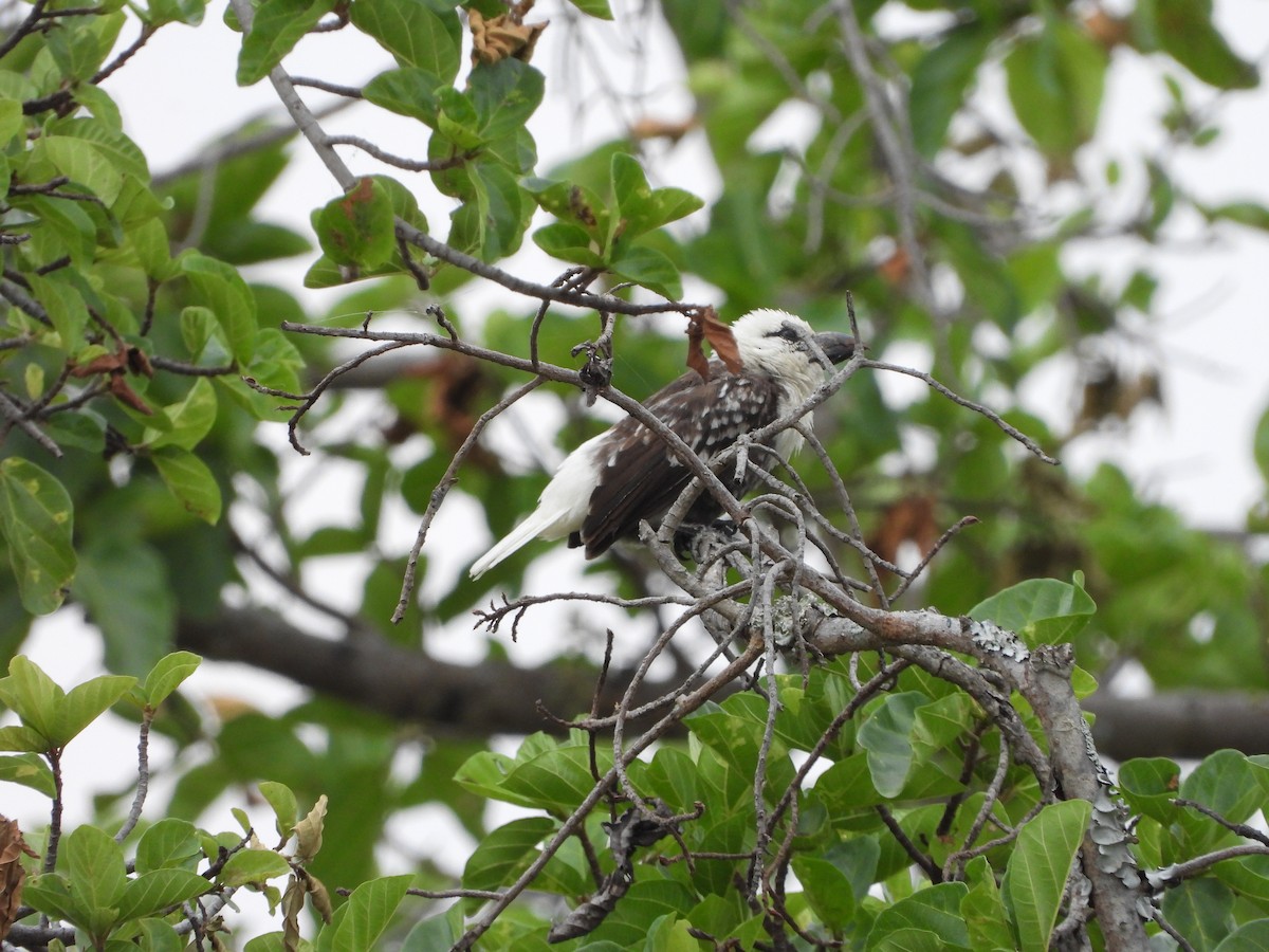 Weißkopf-Bartvogel - ML252454051