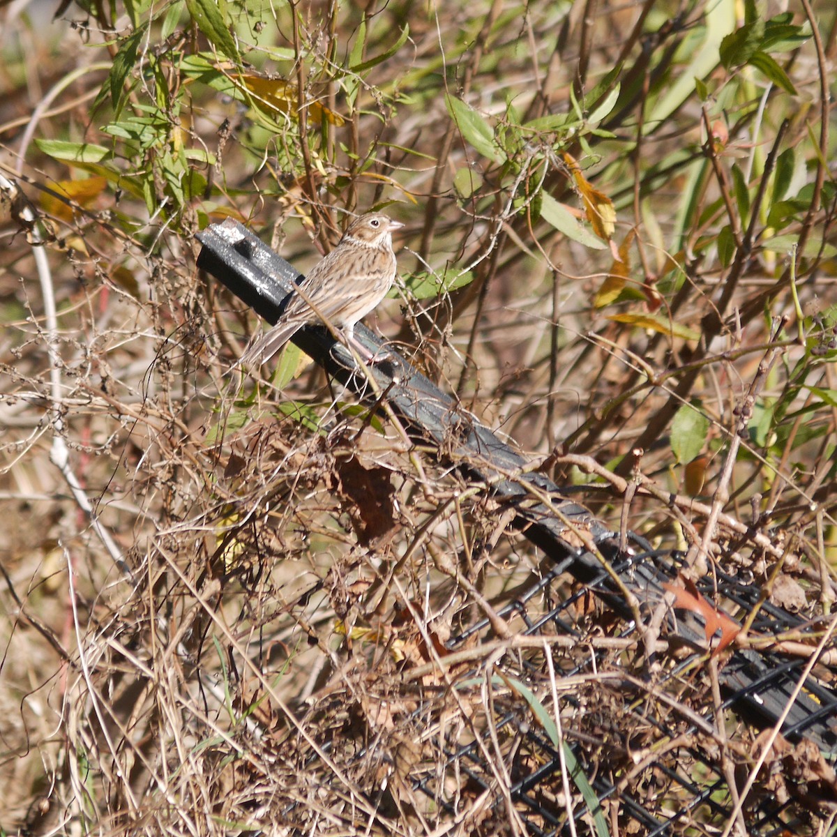 Vesper Sparrow - ML252454191