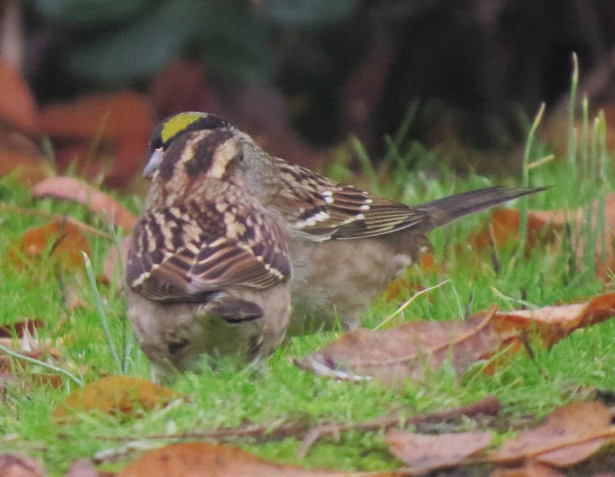 White-throated Sparrow - Matthew Hunter