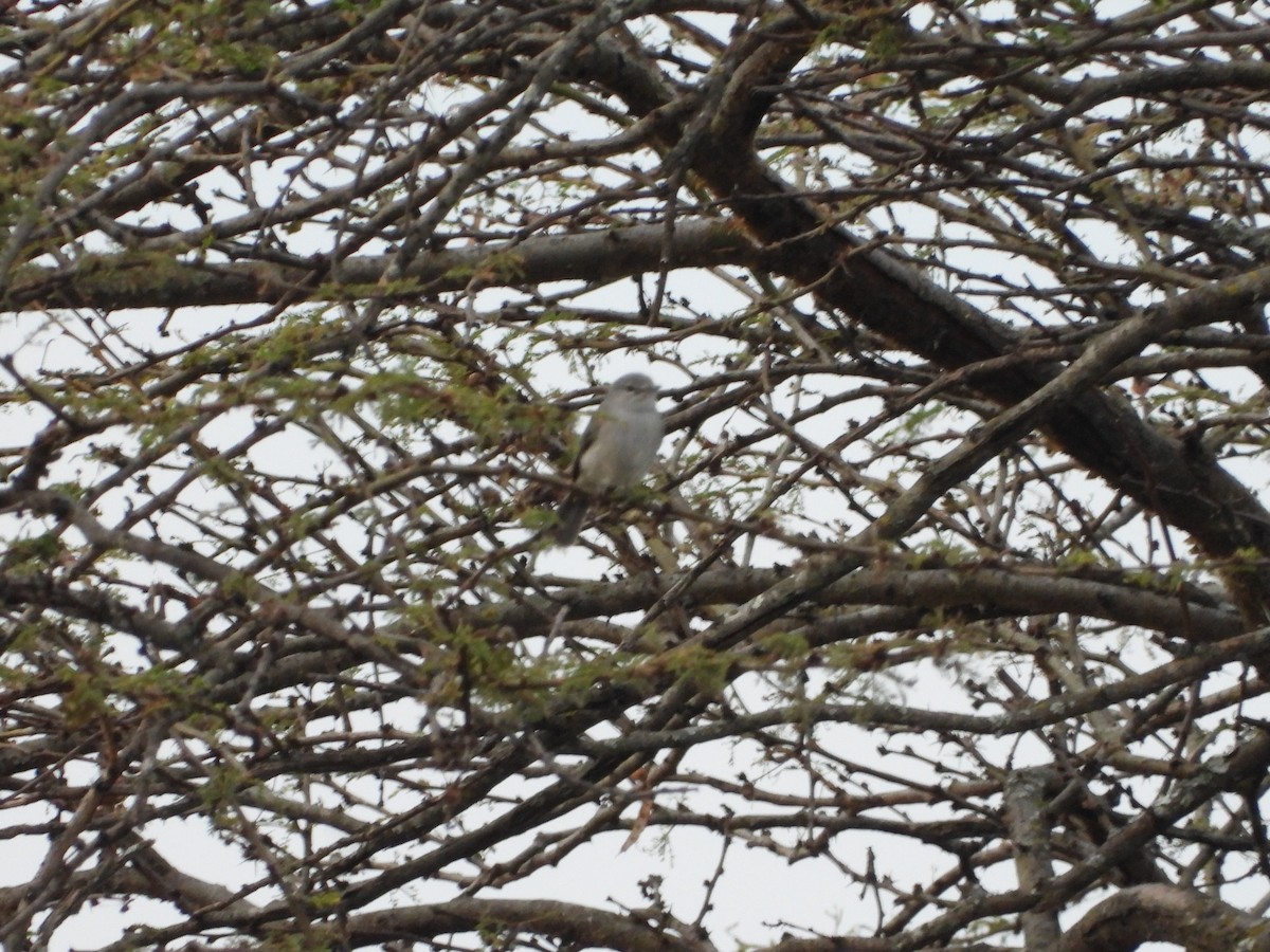 Ashy Flycatcher - ML252454301