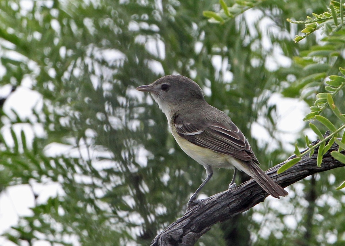 Bell's Vireo - Jim Guyton