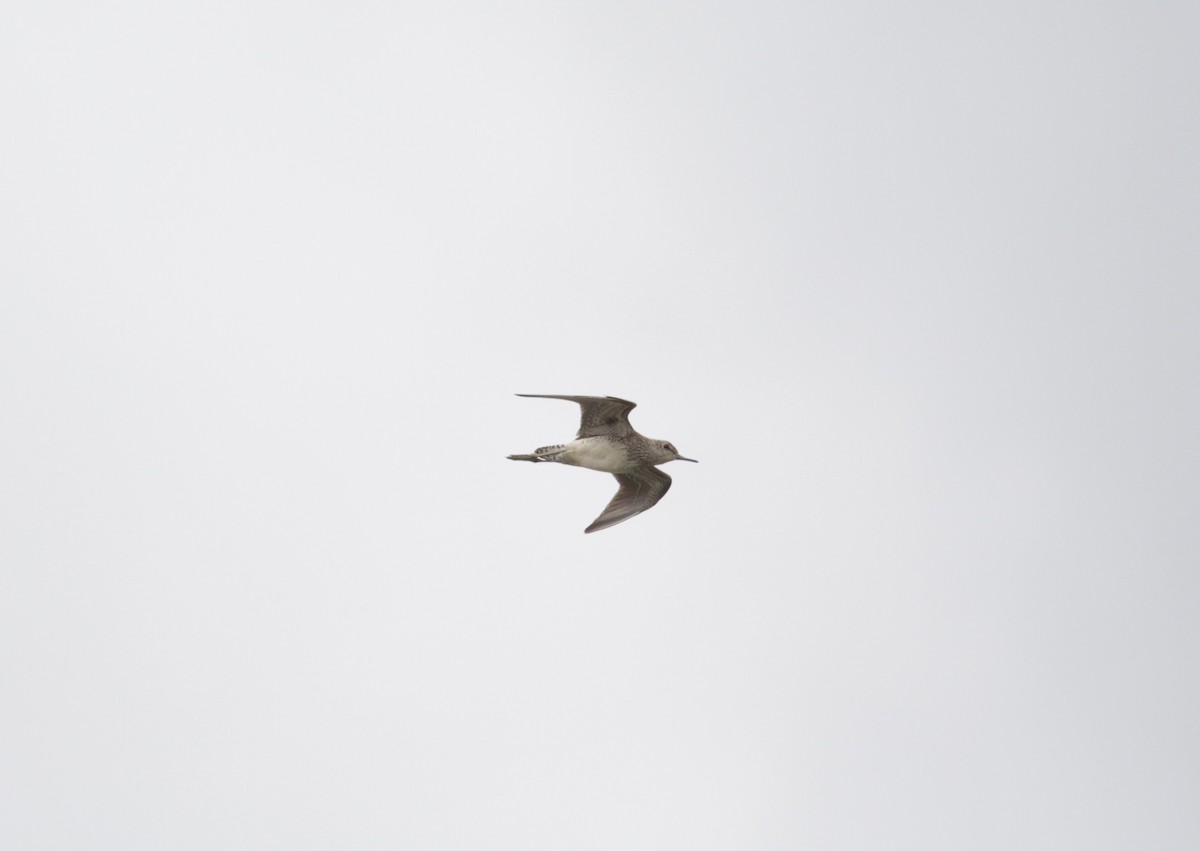 Wood Sandpiper - Lucas Corneliussen