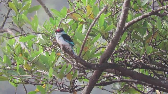 Martin-chasseur à poitrine bleue - ML252457801