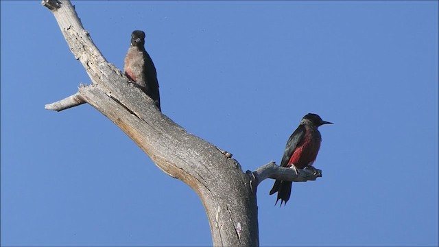 Lewis's Woodpecker - ML252458091