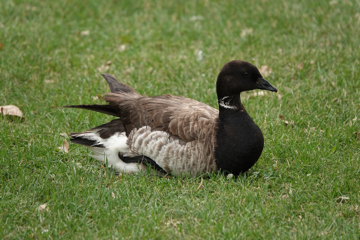 Brant - ML252458461