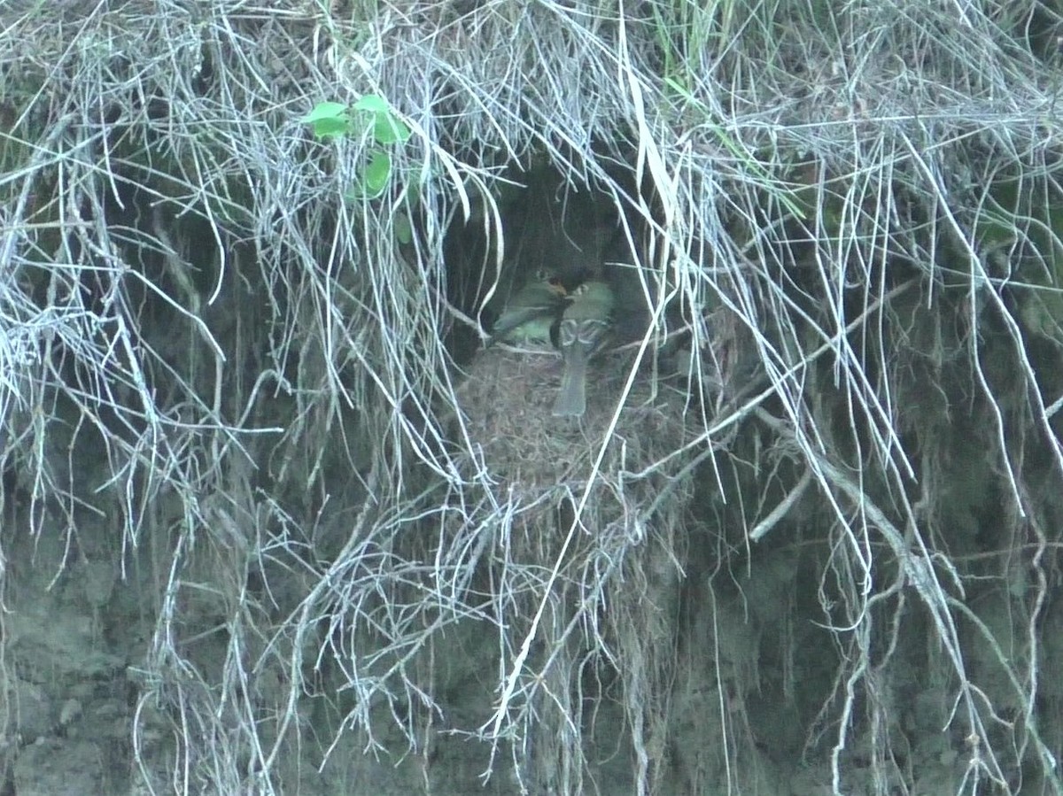 Western Flycatcher (Cordilleran) - ML252460791