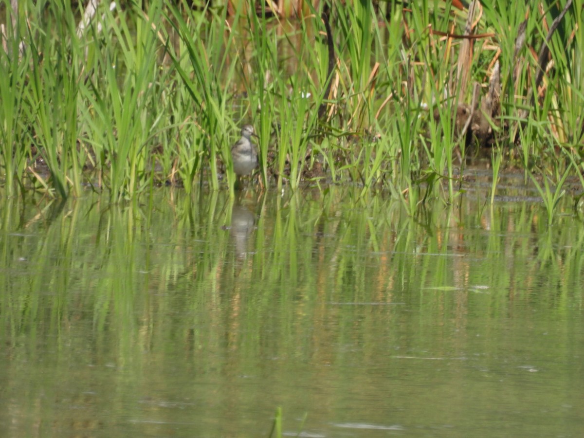 Lesser Yellowlegs - ML252460841