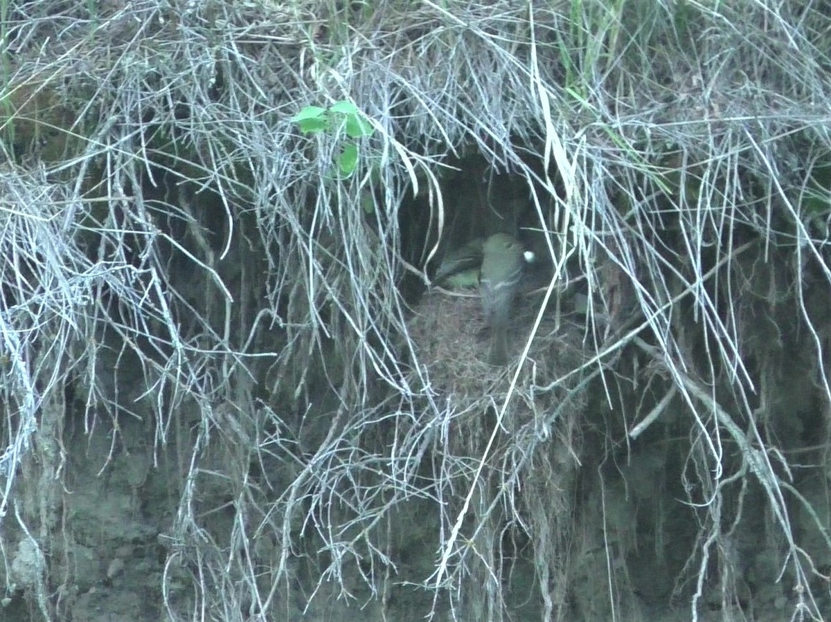 Western Flycatcher (Cordilleran) - ML252460861