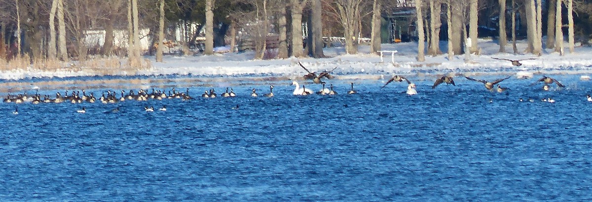 Mute Swan - ML25246101