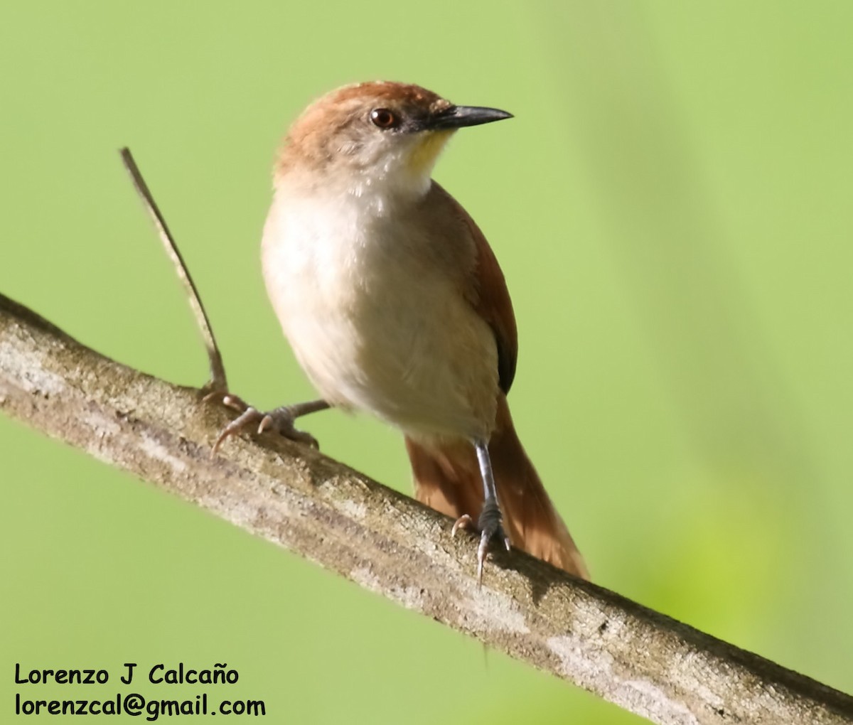 Yellow-chinned Spinetail - Lorenzo Calcaño