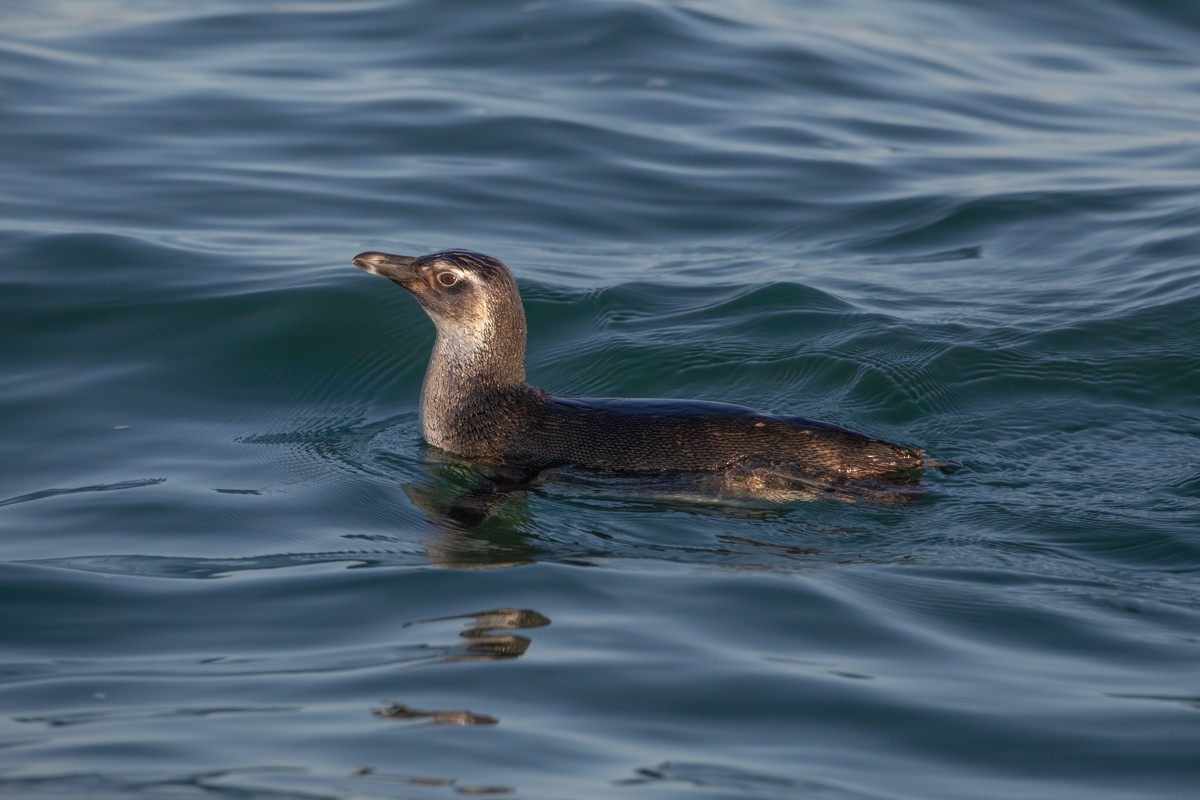 Magellanic Penguin - ML252463571