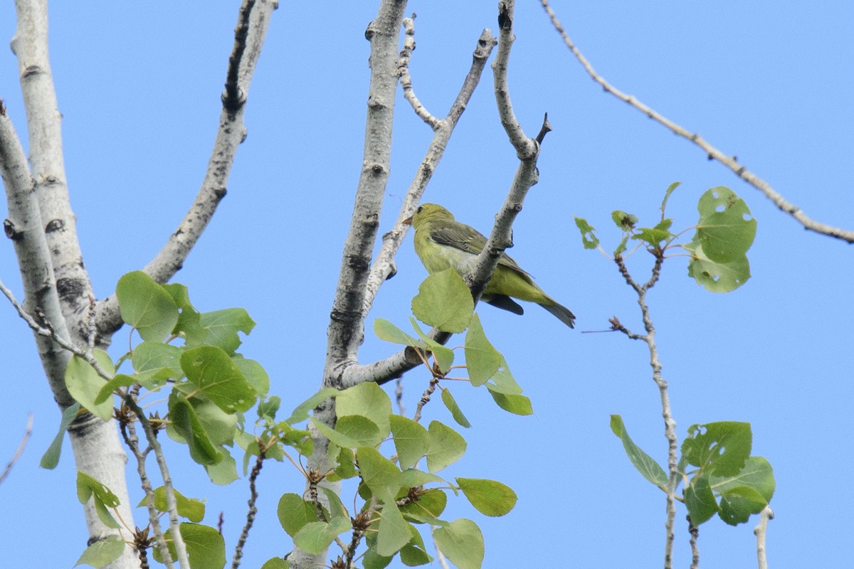 Scarlet Tanager - Marina Germain