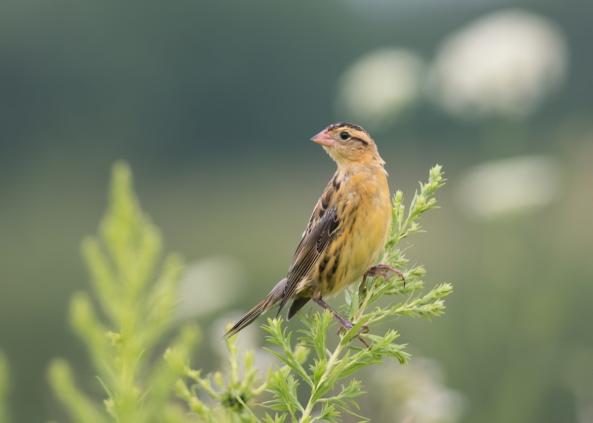 Bobolink - Alejandra MacNeil