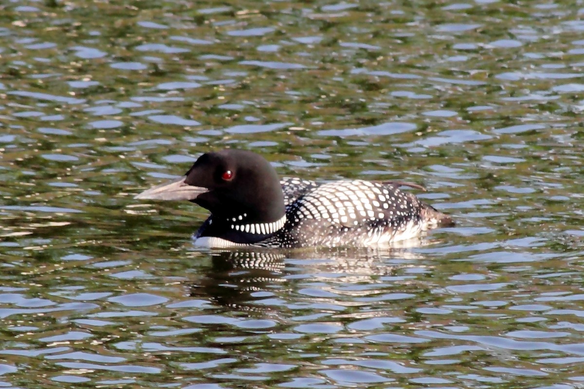 Common Loon - Jeff Bryant