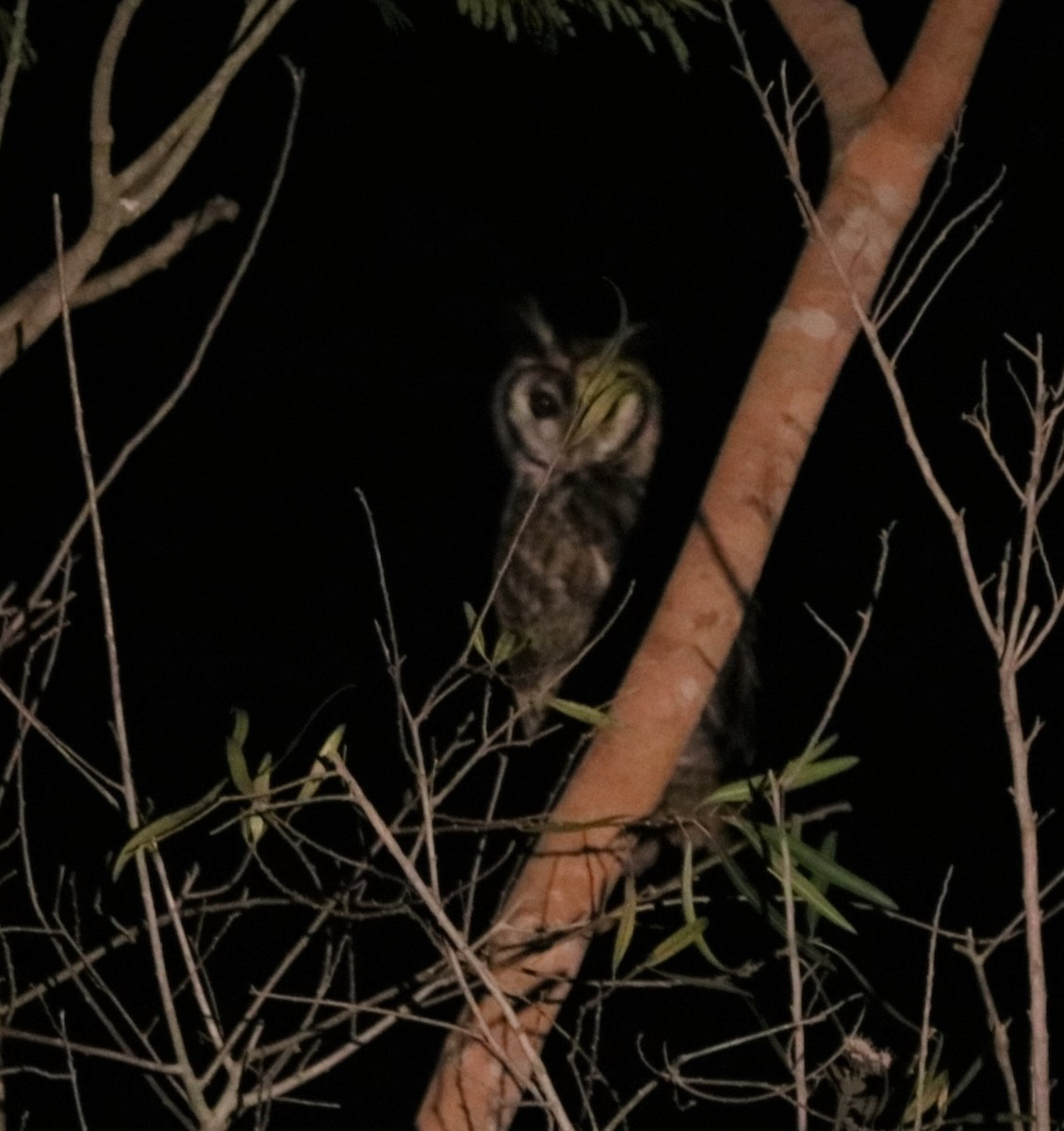 Striped Owl - ML252466641