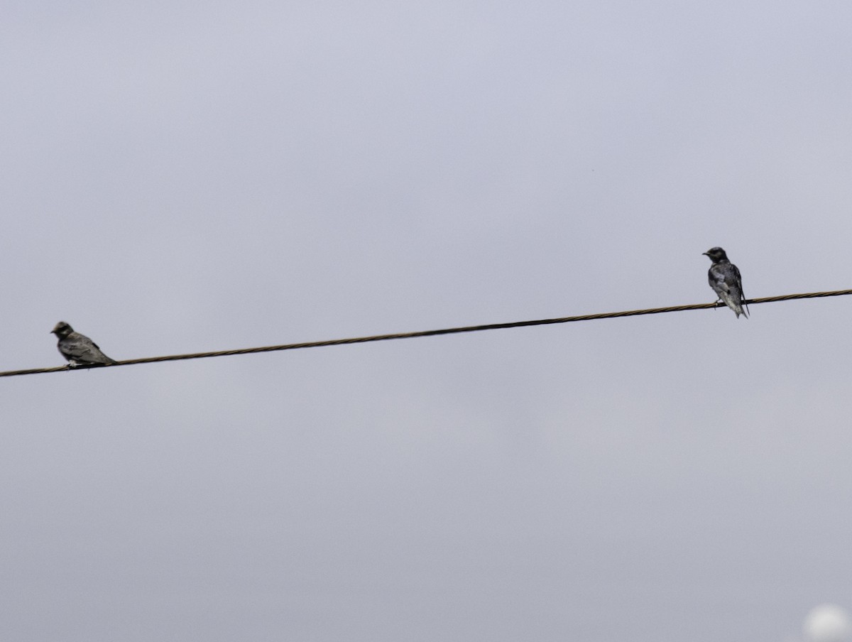 Purple Martin - Carolyn Belknap