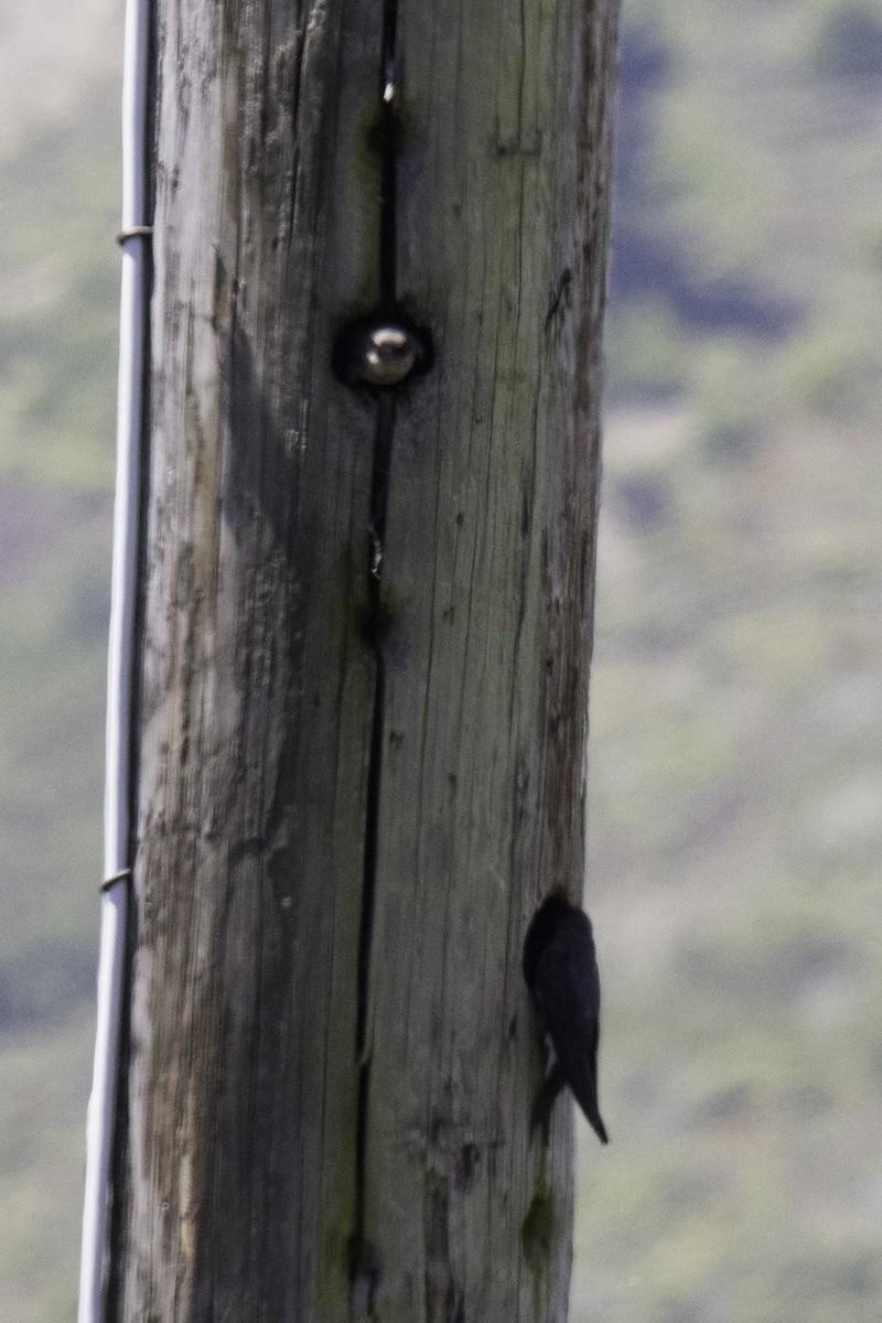 Purple Martin - ML252466941