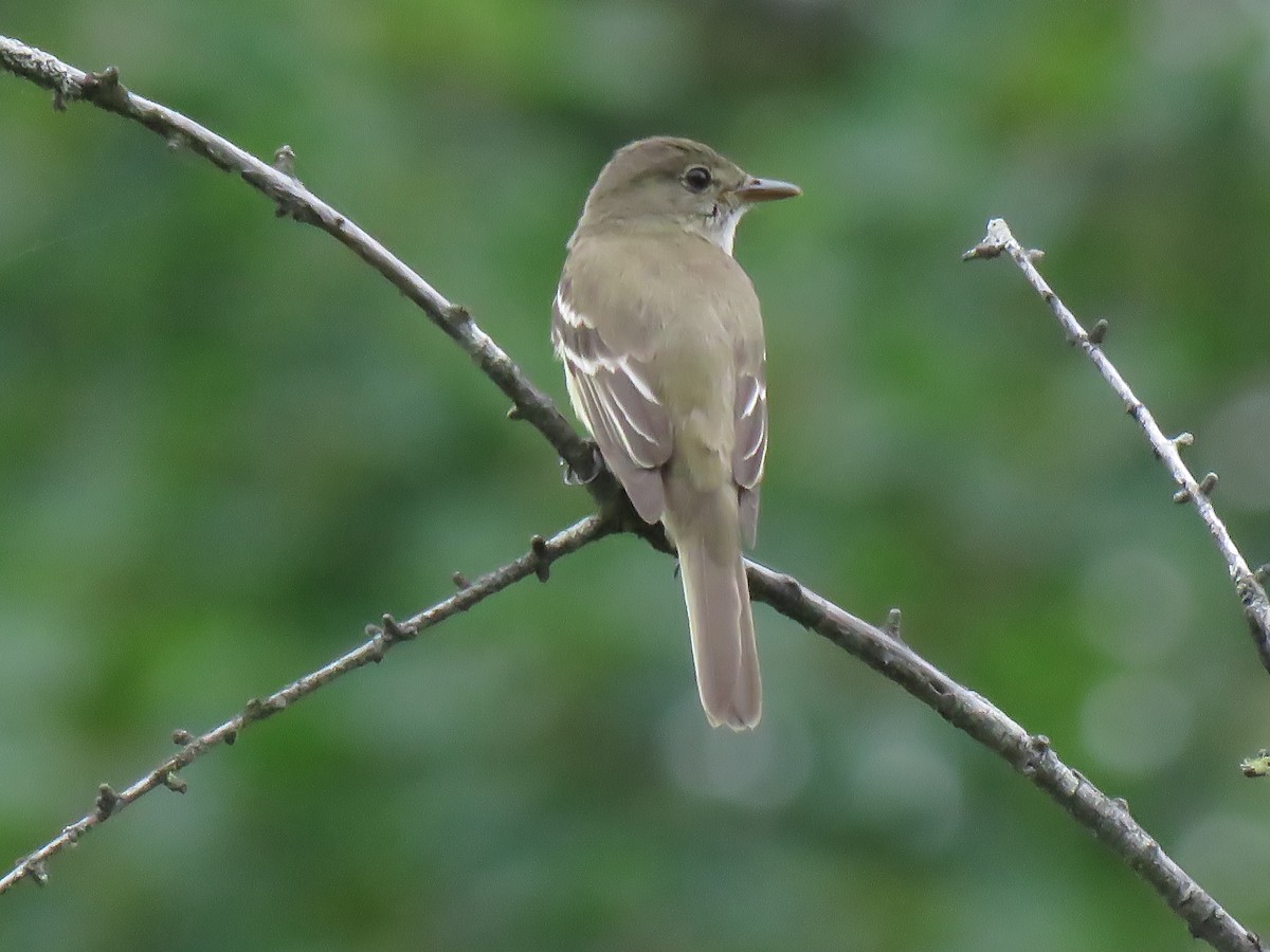 Alder Flycatcher - ML252466981