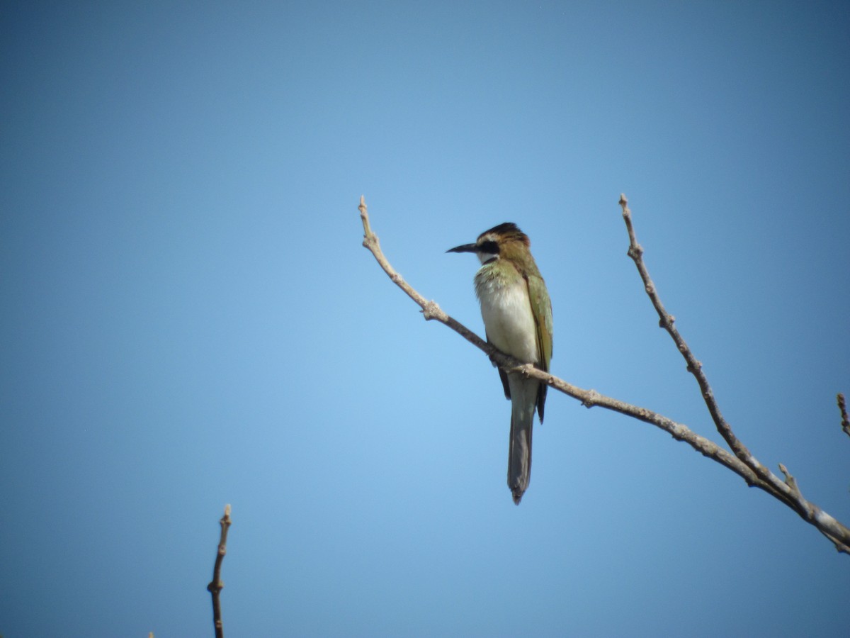 White-throated Bee-eater - ML252472701