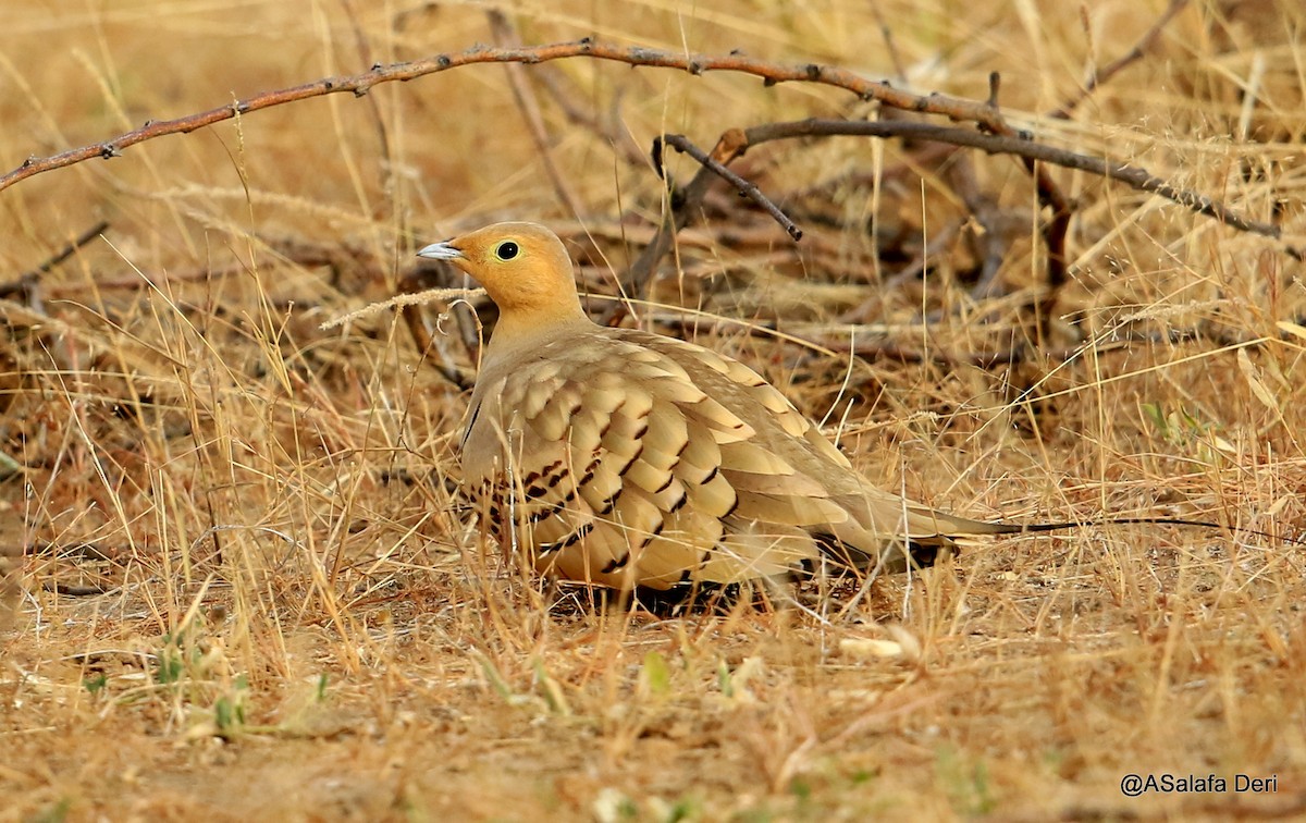 Chestnut-bellied Sandgrouse - ML252472841