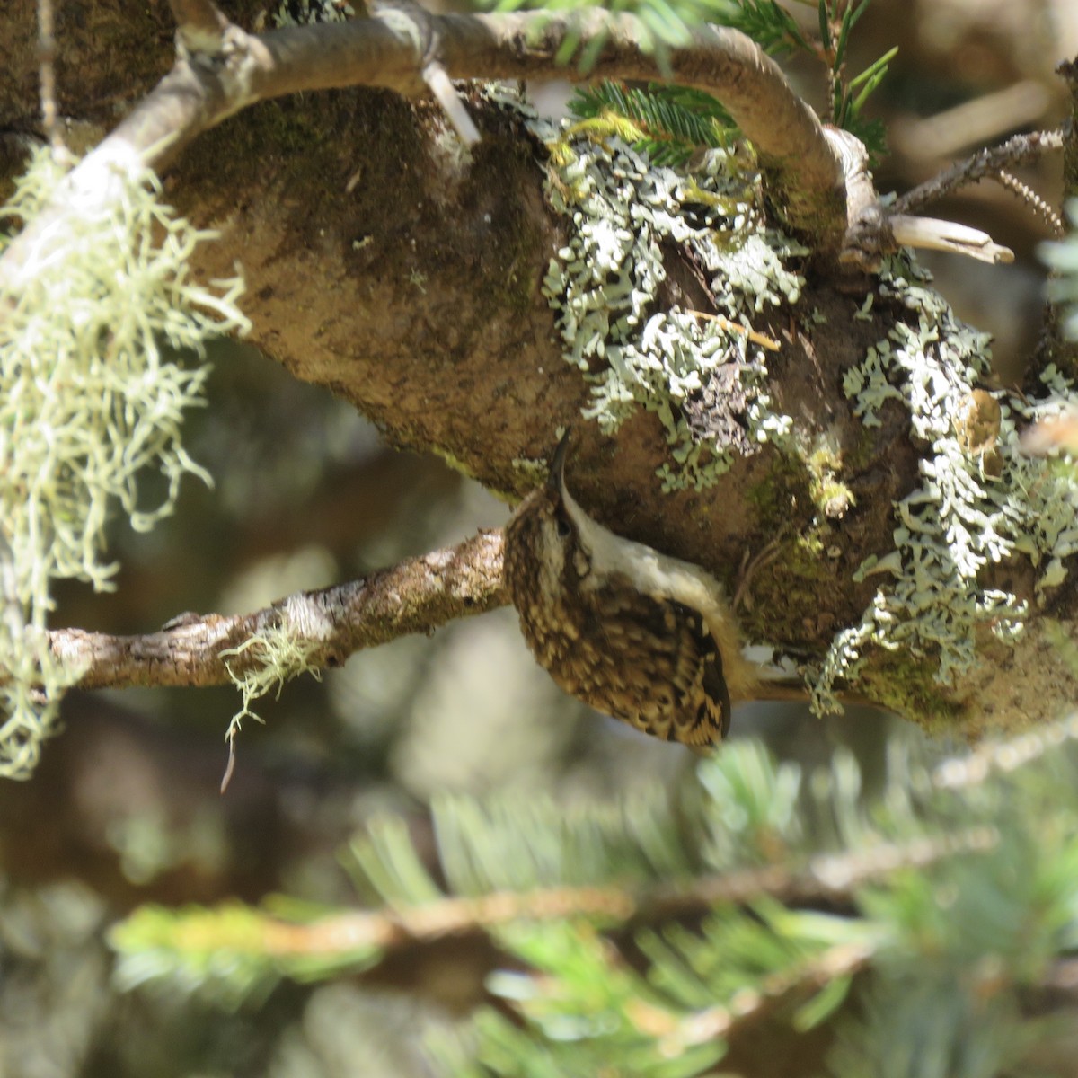 Brown Creeper - ML252474081