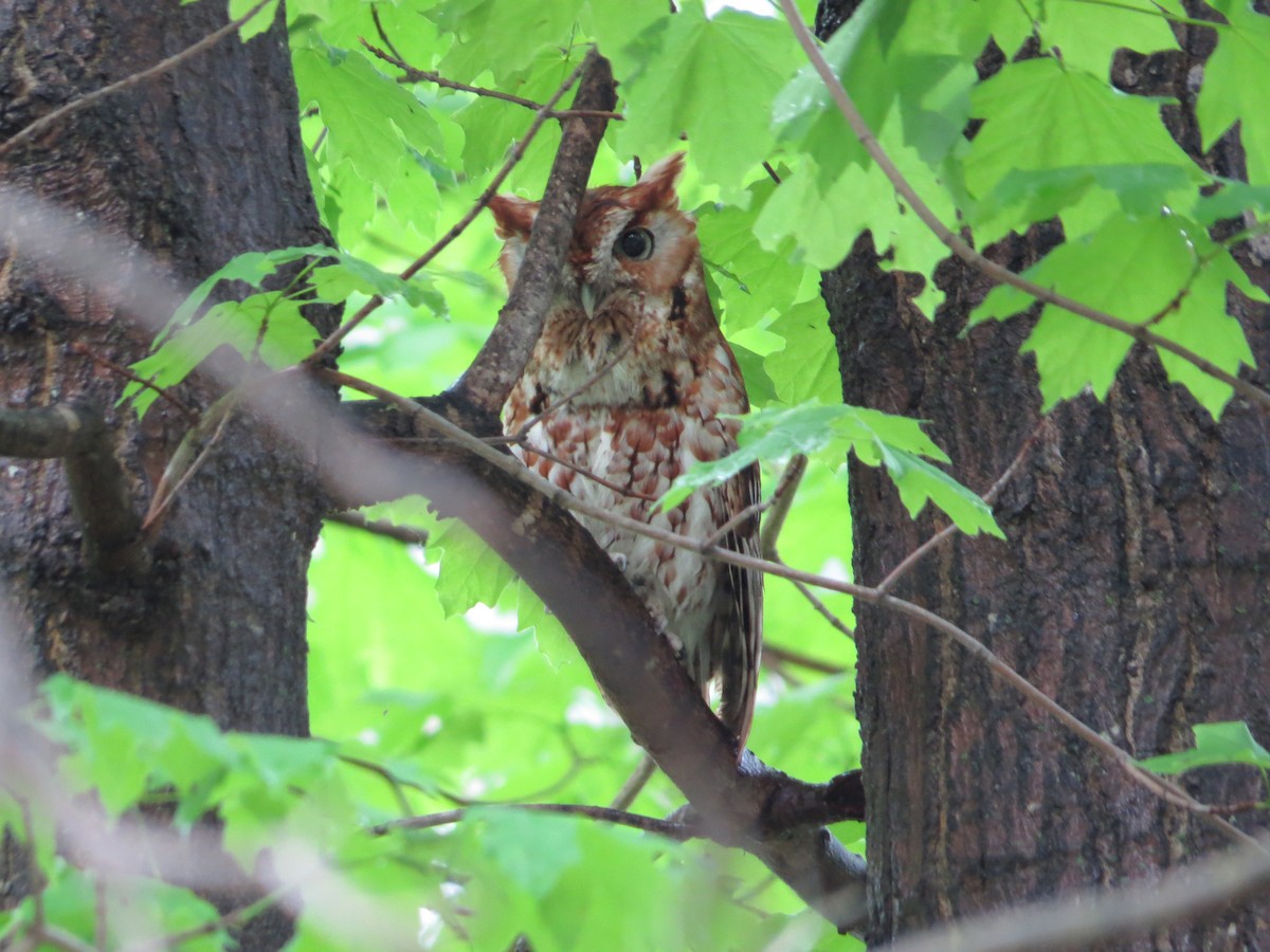 Eastern Screech-Owl - ML252476401