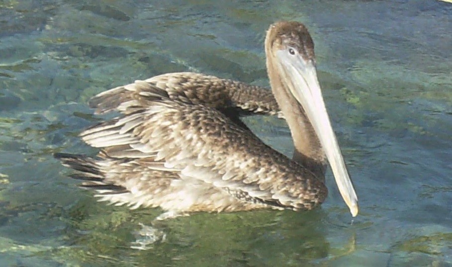 pelikán hnědý - ML252476601